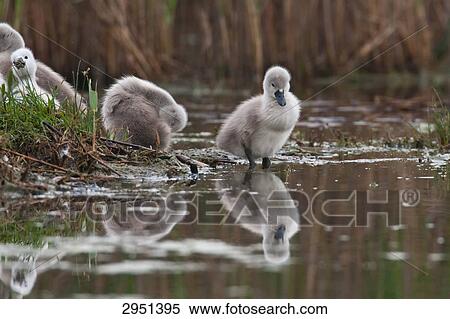 Stock Photography - young swans, full shot . Fotosearch
