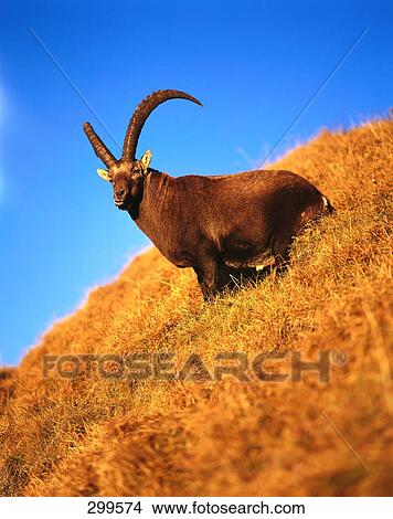 Alpine Ibex (Capra ibex) standing in field, Bernese Oberland, Switzerland View Large Photo Image Picture - Alpine Ibex (Capra ibex) standing in field, Bernese Oberland, Switzerland . Fotosearch
