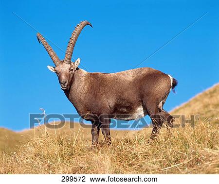 Alpine Ibex (Capra ibex) standing in field, Bernese Oberland, Switzerland View Large Photo Image Stock Image - Alpine Ibex (Capra ibex) standing in field, Bernese Oberland, Switzerland . Fotosearch