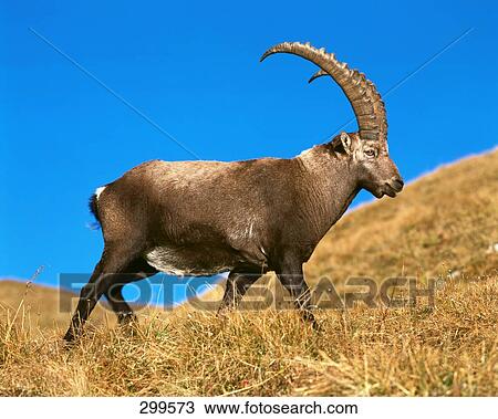 Alpine Ibex (Capra ibex) walking in field, Bernese Oberland, Switzerland View Large Photo Image Stock Image - Alpine Ibex (Capra ibex) walking in field, Bernese Oberland, Switzerland . Fotosearch