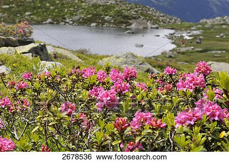 Alpine roses blooming in valley, Dolomites, Italy View Large Photo Image Stock Photograph - Alpine roses blooming in valley, Dolomites, Italy . Fotosearch