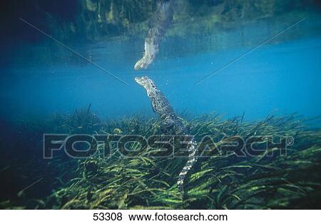 Stock Photo - American Alligator (Alligator missisipiensis) swimming underwater, Florida, USA . Fotosearch