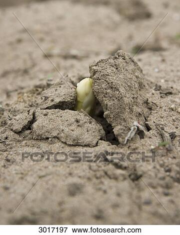Asparagus breaking through the soil, close-up View Large Photo Image Stock Photo - Asparagus breaking through the soil, close-up . Fotosearch