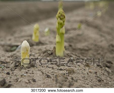 Asparagus growing on a field, close-up View Large Photo Image Stock Image - Asparagus growing on a field, close-up . Fotosearch