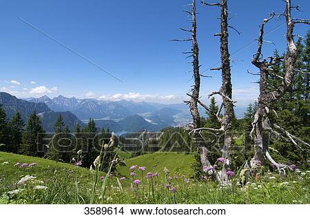 Picture - At Tegelberg, Ammergau Alps, Bavaria, Germany, Europe . Fotosearch