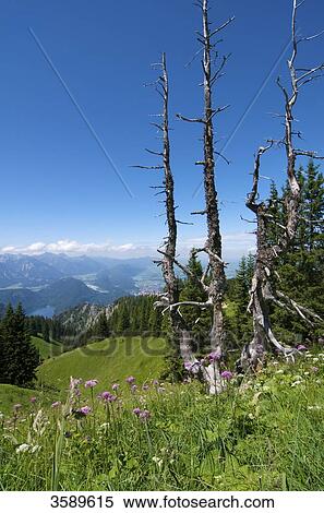Stock Photography - At Tegelberg, Ammergau Alps, Bavaria, Germany, Europe . Fotosearch