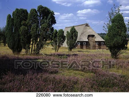 Stock Image - Barn in field, Lunenburg Heath, Lower Saxony, Germany . Fotosearch