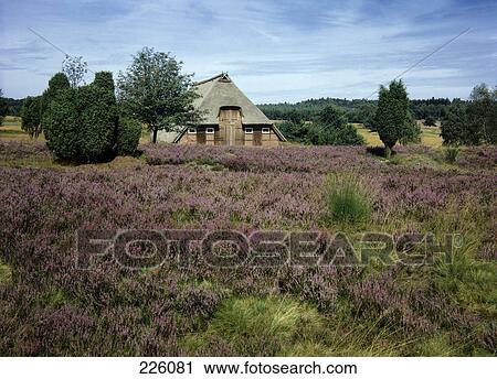 Barn in field, Lunenburg Heath, Lower Saxony, Germany View Large Photo Image Stock Image - Barn in field, Lunenburg Heath, Lower Saxony, Germany . Fotosearch