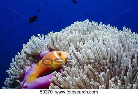 Blackfinned Anemonefish (Amphiprion nigripes) hiding in anemone underwater View Large Photo Image Stock Image - Blackfinned Anemonefish (Amphiprion nigripes) hiding in anemone underwater . Fotosearch