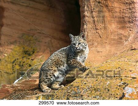 Stock Image - Bobcat (Lynx rufus) on mountain, Utah, USA . Fotosearch