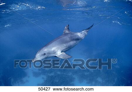 Bottle-Nosed Dolphin (Tursiops truncatus) swimming underwater View Large Photo Image Stock Photo - Bottle-Nosed Dolphin (Tursiops truncatus) swimming underwater . Fotosearch