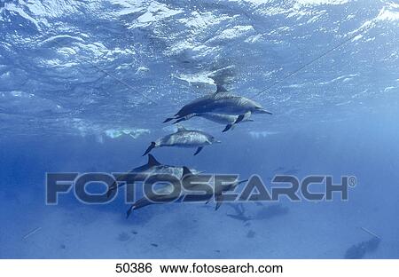 Stock Photograph - Bottle-Nosed Dolphins (Tursiops truncatus) swimming underwater . Fotosearch