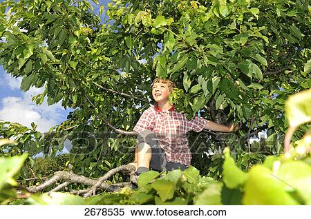 Boy standing on cherry tree View Large Photo Image Stock Photography - Boy standing on cherry tree . Fotosearch