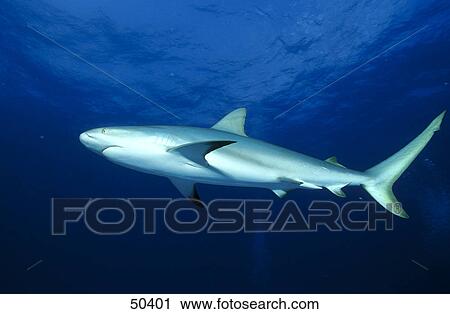 Caribbean reef shark (Carcharhinus perezi) swimming underwater, Bahamas View Large Photo Image Stock Image - Caribbean reef shark (Carcharhinus perezi) swimming underwater, Bahamas . Fotosearch