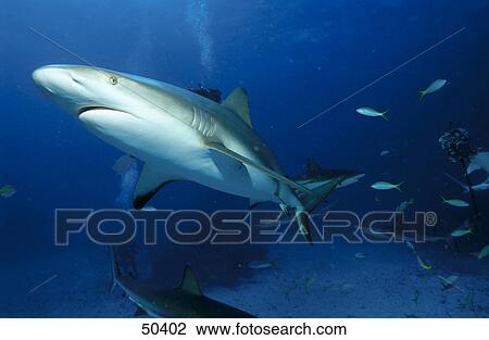 Stock Image - Caribbean reef shark (Carcharhinus perezi) and fish swimming underwater, Bahamas . Fotosearch