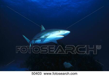 Stock Image - Caribbean reef shark (Carcharhinus perezi) swimming underwater, Bahamas . Fotosearch