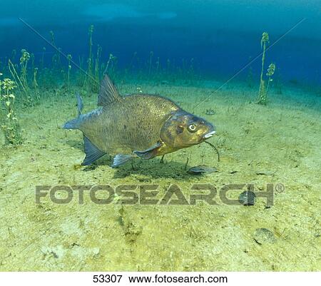 Carp Bream (Abramis brama) fish underwater View Large Photo Image Stock Photo - Carp Bream (Abramis brama) fish underwater . Fotosearch