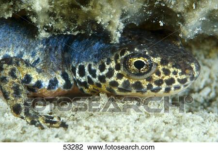 Stock Image - Close-up of Alpine Newt (Triturus alpestris) underwater . Fotosearch