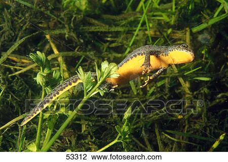 Stock Image - Close-up of Alpine Newt (Triturus alpestris) swimming underwater . Fotosearch