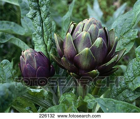 Close-up of artichoke (Cynara scolymus) View Large Photo Image Stock Image - Close-up of artichoke (Cynara scolymus) . Fotosearch