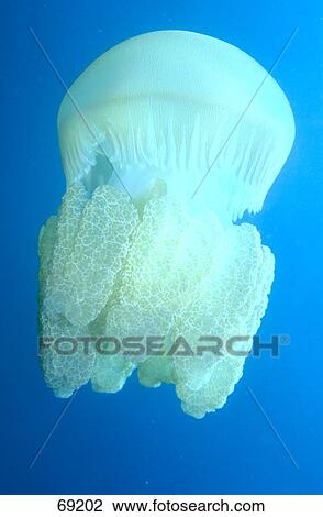 Close-up of Atlantic cauliflower jellyfish underwater View Large Photo Image Stock Image - Close-up of Atlantic cauliflower jellyfish underwater . Fotosearch