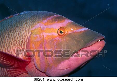 Close-up of Barred hogfish (Bodianus scrofa) underwater, Madeira View Large Photo Image Stock Image - Close-up of Barred hogfish (Bodianus scrofa) underwater, Madeira . Fotosearch