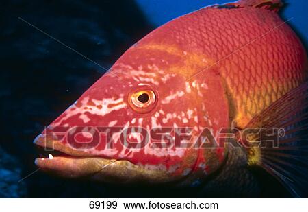 Close-up of Barred hogfish (Bodianus scrofa) underwater, Madeira View Large Photo Image Stock Photo - Close-up of Barred hogfish (Bodianus scrofa) underwater, Madeira . Fotosearch