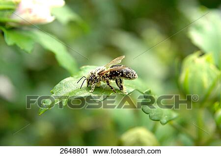 Close-up of bee on leaf View Large Photo Image Stock Image - Close-up of bee on leaf . Fotosearch