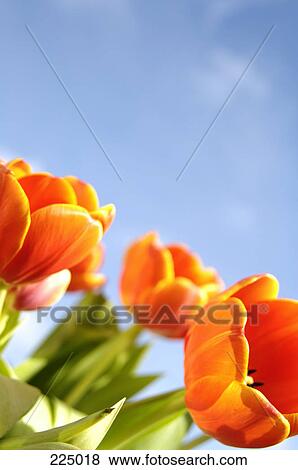 Stock Photo - Close-up of blooming tulips against sky . Fotosearch