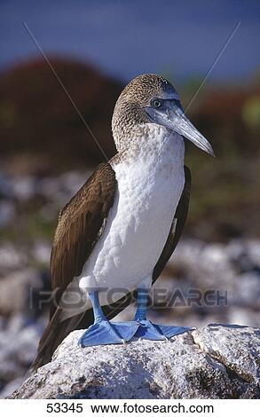 Close-up of Blue-footed Booby (Sula nebouxii) bird on rock, Galapagos Islands, Ecuador View Large Photo Image Stock Photography - Close-up of Blue-footed Booby (Sula nebouxii) bird on rock, Galapagos Islands, Ecuador . Fotosearch