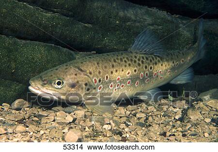 Picture - Close-up of Brown trout (Salmo trutta fario) underwater . Fotosearch