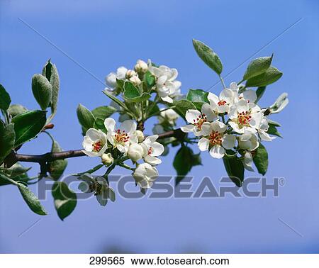 Close-up of buds and flowers of cherry tree View Large Photo Image Stock Photography - Close-up of buds and flowers of cherry tree . Fotosearch