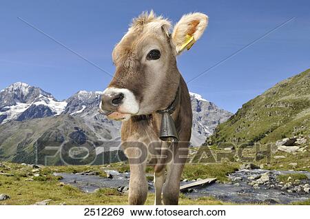 Close-up of calf, Alto Adige, Trentino-Alto Adige, Italy View Large Photo Image Stock Photo - Close-up of calf, Alto Adige, Trentino-Alto Adige, Italy . Fotosearch