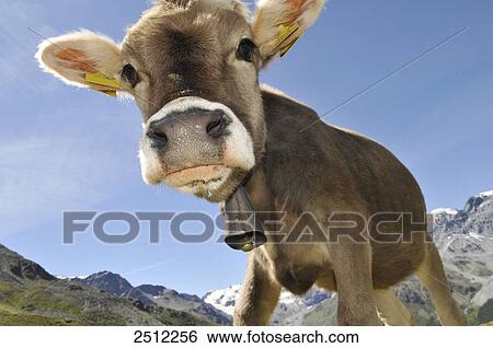 Stock Photograph - Close-up of calf, Alto Adige, Trentino-Alto Adige, Italy . Fotosearch
