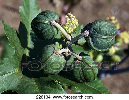 Close-up of Castor bean plant View Large Photo Image Picture - Close-up of Castor bean plant . Fotosearch