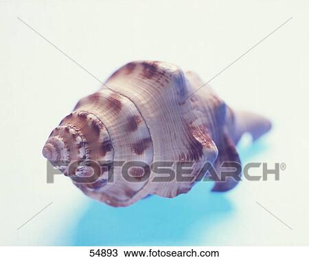 Stock Image - Close-up of conch shell . Fotosearch