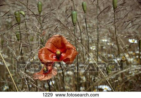 Stock Photo - Close-up of Corn Poppy (Papaver rhoeas) flowers blooming in field, Germany . Fotosearch