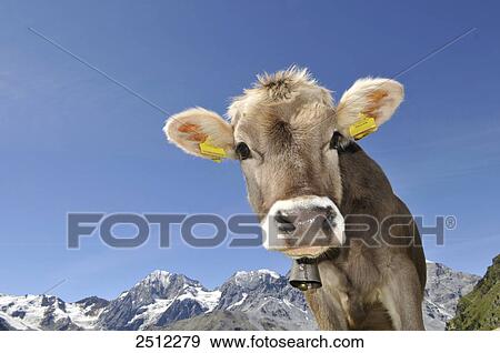 Stock Photo - Close-up of cowbell, Trentino Alto Adige, Italy . Fotosearch