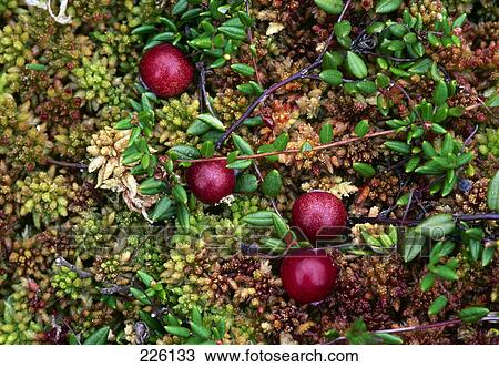 Stock Image - Close-up of cranberries on plant . Fotosearch