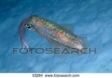 Picture - Close-up of cuttlefish . Fotosearch