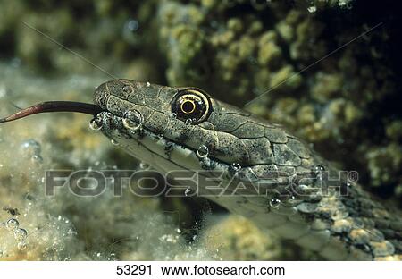 Close-up of Dice snake (Natrix tessellata) underwater View Large Photo Image Stock Image - Close-up of Dice snake (Natrix tessellata) underwater . Fotosearch