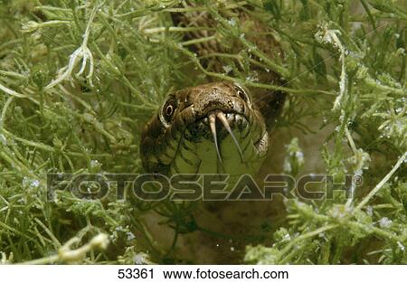 Stock Image - Close-up of Dice snake (Natrix tessellata) swimming underwater . Fotosearch
