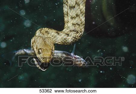 Stock Image - Close-up of Dice snake (Natrix tessellata) with prey underwater . Fotosearch