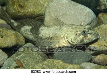Close-up of European bullhead (Cottus gobio) fish underwater View Large Photo Image Stock Image - Close-up of European bullhead (Cottus gobio) fish underwater . Fotosearch
