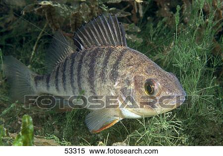 Stock Photography - Close-up of European perch (Perca fluviatilis) fish underwater . Fotosearch