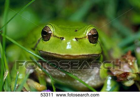 Stock Image - Close-up of European Tree frog (Hyla arborea) in grass . Fotosearch
