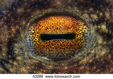 Close-up of eye of Cuttlefish underwater View Large Photo Image Stock Photo - Close-up of eye of Cuttlefish underwater . Fotosearch