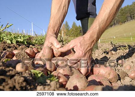 Close-up of farmer's hands holding potatoes in field, Trentino-Alto Adige, Italy View Large Photo Image Stock Photo - Close-up of farmer's hands holding potatoes in field, Trentino-Alto Adige, Italy . Fotosearch