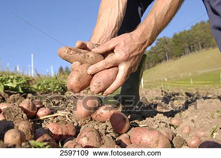 Stock Photo - Close-up of farmer's hands holding potatoes in field, Trentino-Alto Adige, Italy . Fotosearch