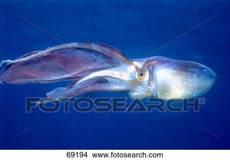 Close-up of fish swimming underwater View Large Photo Image Picture - Close-up of fish swimming underwater . Fotosearch